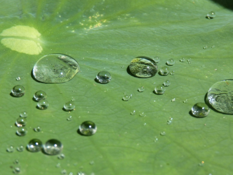 纳米涂层如何像荷叶一样防水？